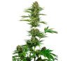 Satin Black Domina CBD - Sensi Research
