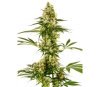 SENSI 119 AUTO