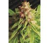 Red Cross CBD de Medical Seeds