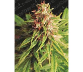 Red Cross CBD de Medical Seeds