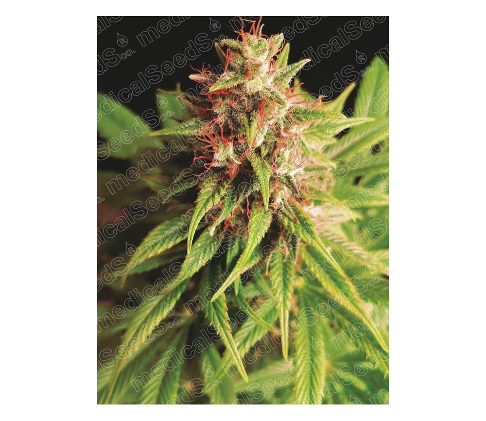 Red Cross CBD de Medical Seeds