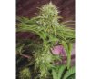 Elixir Vitae CBD - Medical Seeds