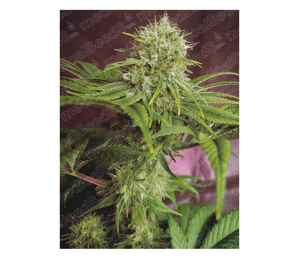 Elixir Vitae CBD - Medical Seeds