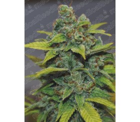 Banana Zkittlez de Medical Seeds