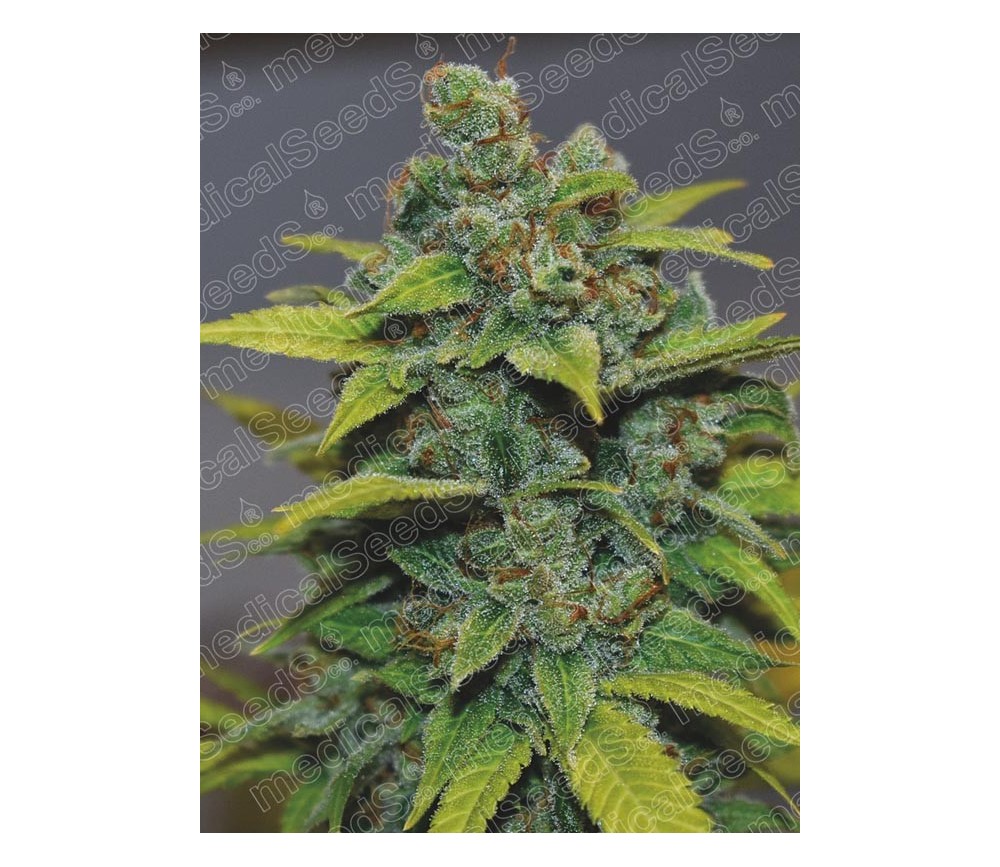 BANANA ZKITTLEZ