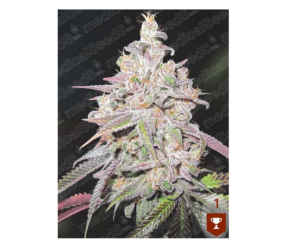 Mendocino Chanel Kush -  Medical Seeds