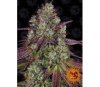 Mimosa Evo - Barney’s Farm