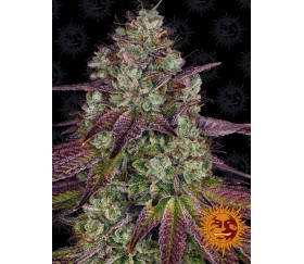 Feminisierte Cannabis Samen Katalog - La Huerta Growshop - La