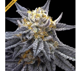 SSOG de DNA Genetics