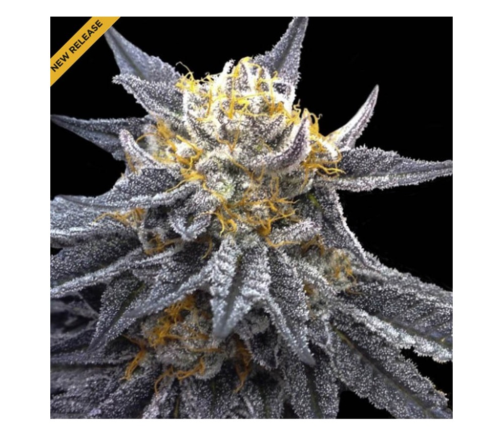 SSOG de DNA Genetics