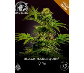 Black Harlequin - Sensi Research