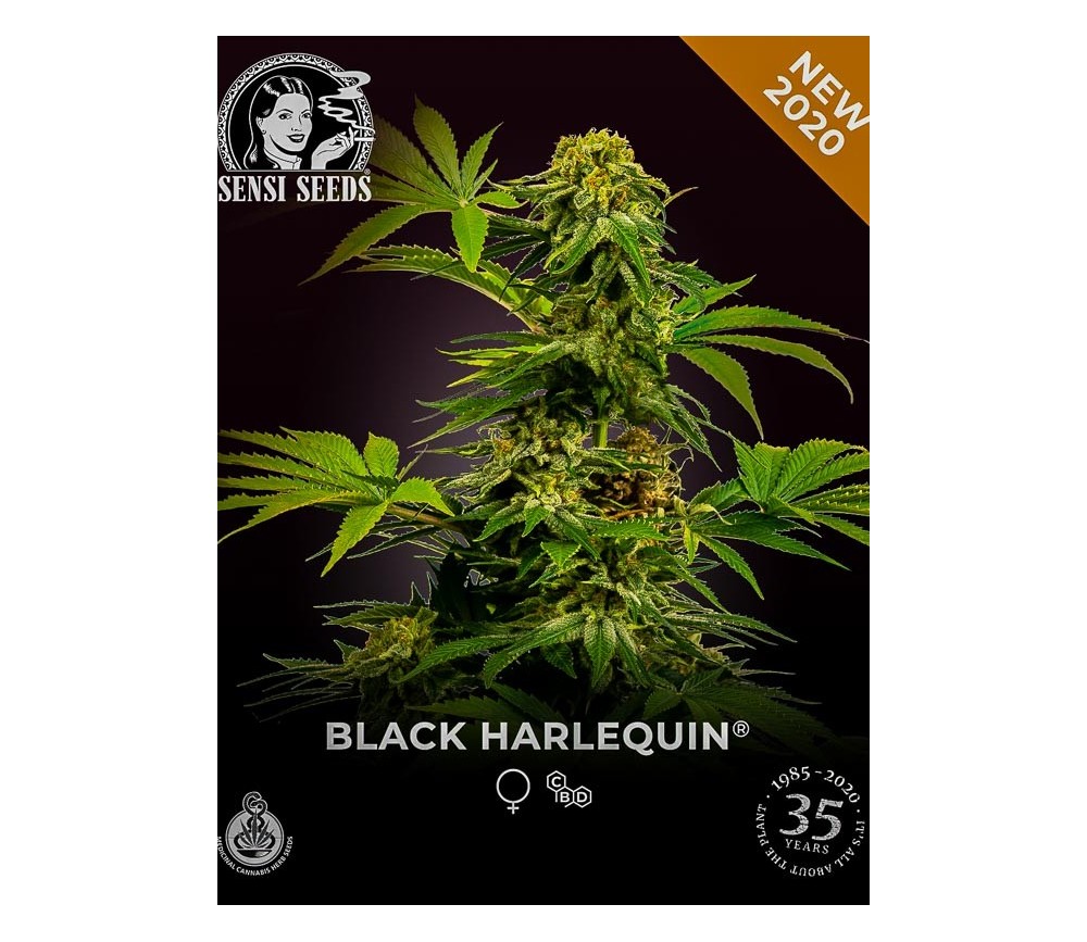 Black Harlequin - Sensi Research