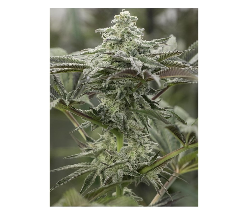 Lemon Citron - Humboldt Seed Organization