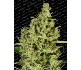 Delahaze de Paradise Seeds