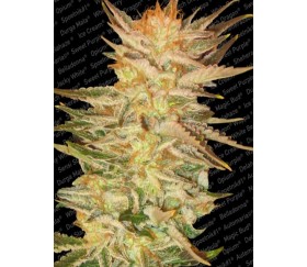 Ice Cream de Paradise Seeds