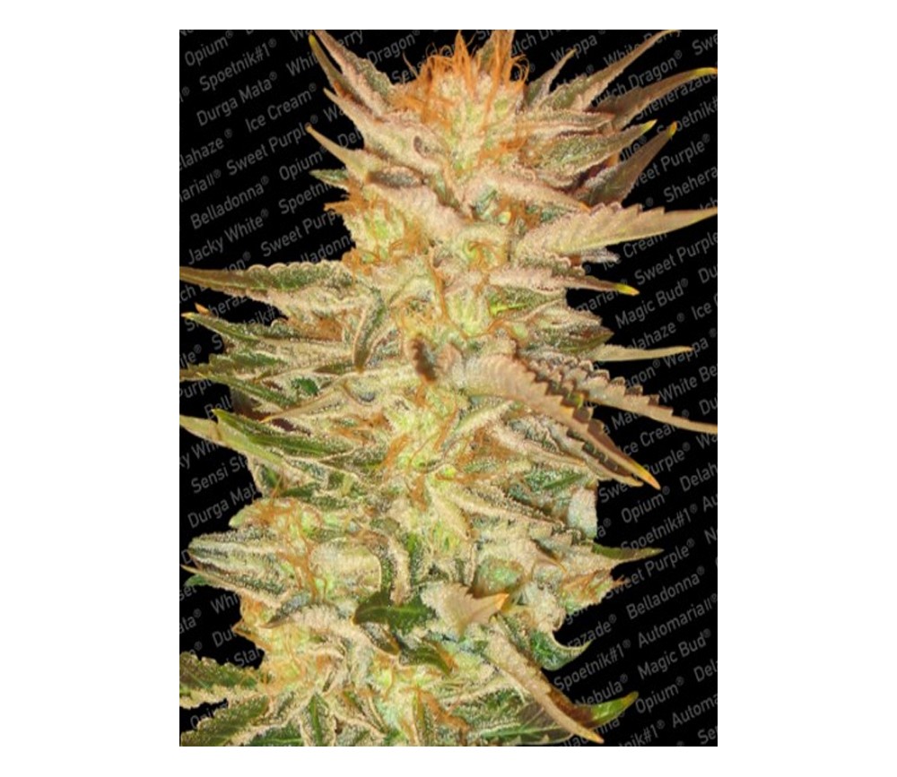 Ice Cream de Paradise Seeds