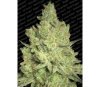 Jacky White de Paradise Seeds