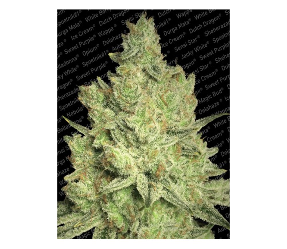 Jacky White de Paradise Seeds