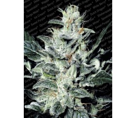 Sensi Star de Paradise Seeds