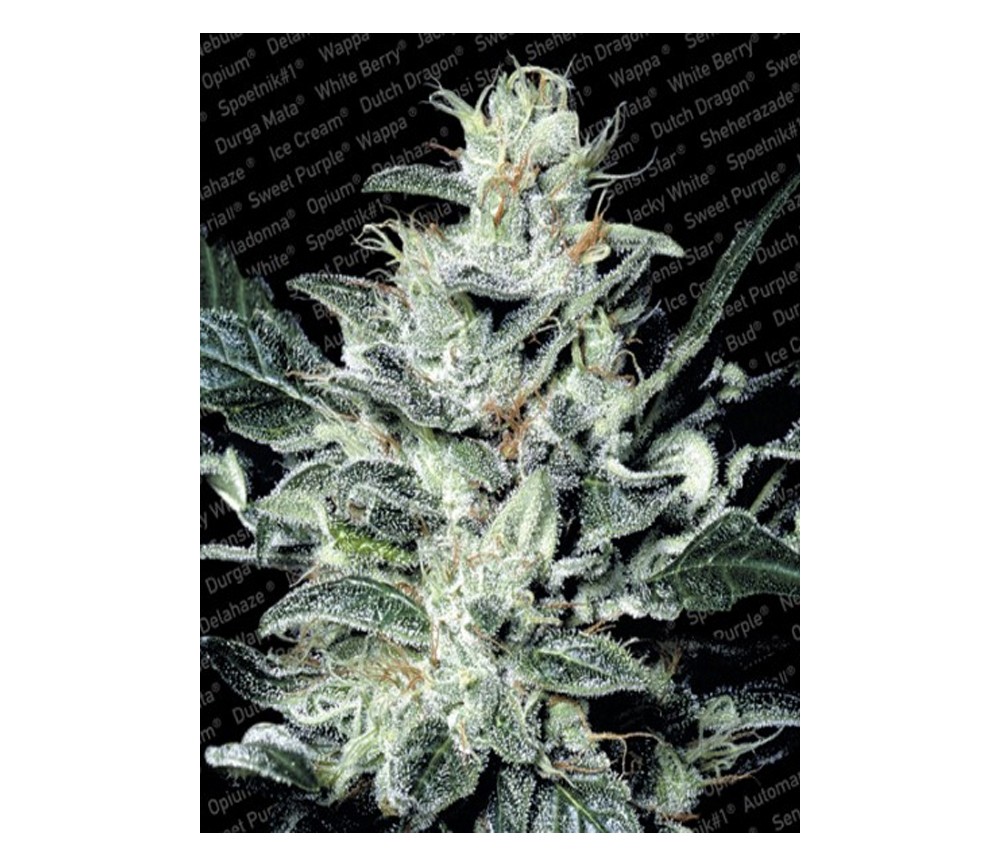 Sensi Star de Paradise Seeds