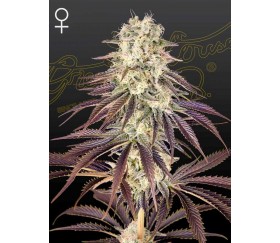 Kong's Krush - Green House Seeds