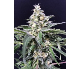 Amnesia Amazon Haze  - R-kiem Seeds