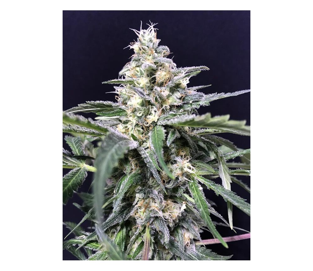 Amnesia Amazon Haze  - R-kiem Seeds