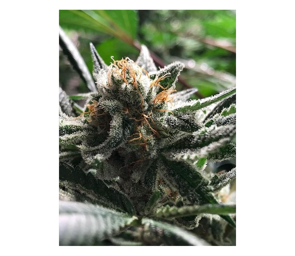 Critical Jack-Condor - R-kiem Seeds