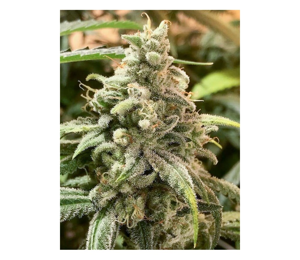 DeadCheese de R-kiem Seeds 