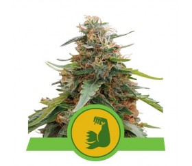 Hulkberry Automatic - Royal Queen Seeds