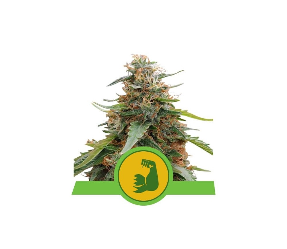 Hulkberry Automatic - Royal Queen Seeds