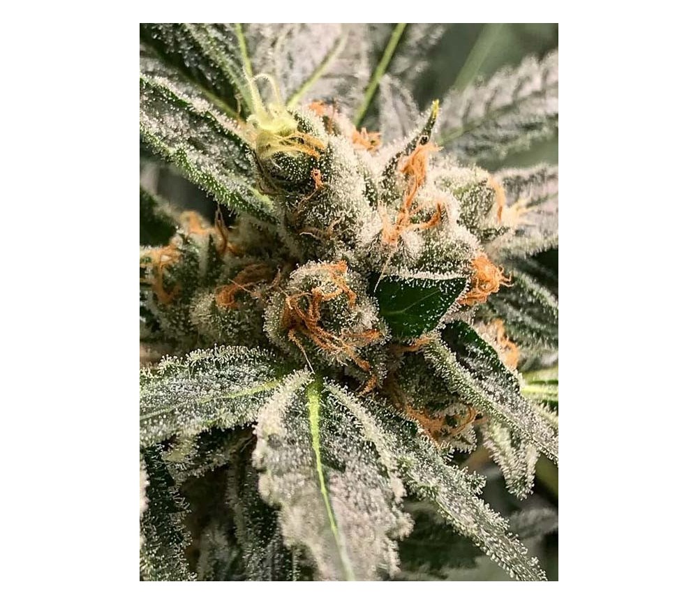 Dark Kush -  R-Kiem Seeds 