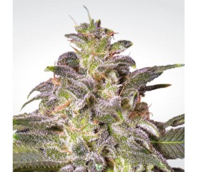 Magic Bud de Paradise Seeds