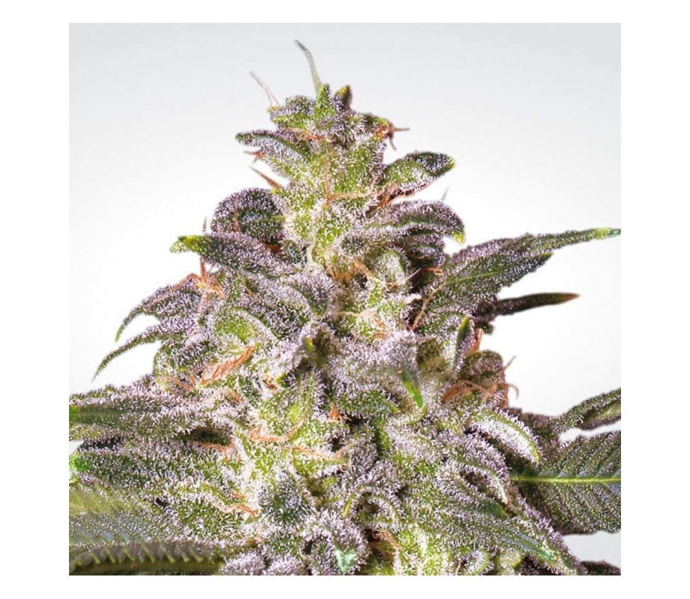 Magic Bud de Paradise Seeds