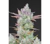 Gorilla Cookies Auto - Fast Buds Seeds