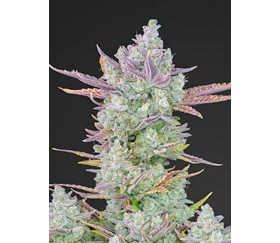 Gorilla Cookies Auto - Fast Buds Seeds