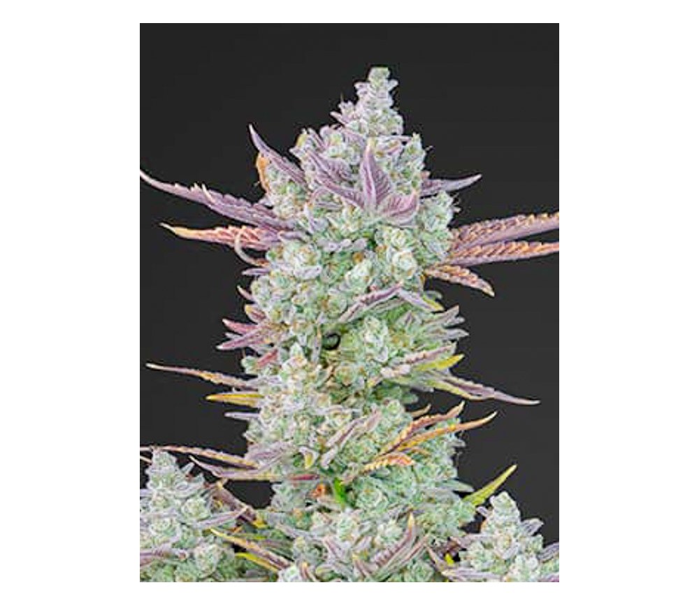 Gorilla Cookies Auto - Fast Buds Seeds