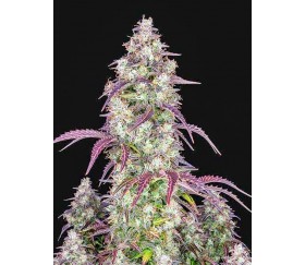 Lemon Pie Auto - Fast Buds Seeds