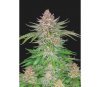 Strawberry Pie Auto - Fast Buds Seeds