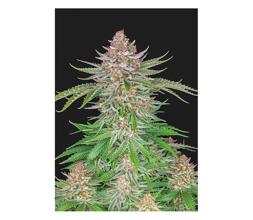 Strawberry Pie Auto - Fast Buds Seeds