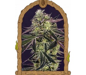 Purple Shot - Exotic Seeds