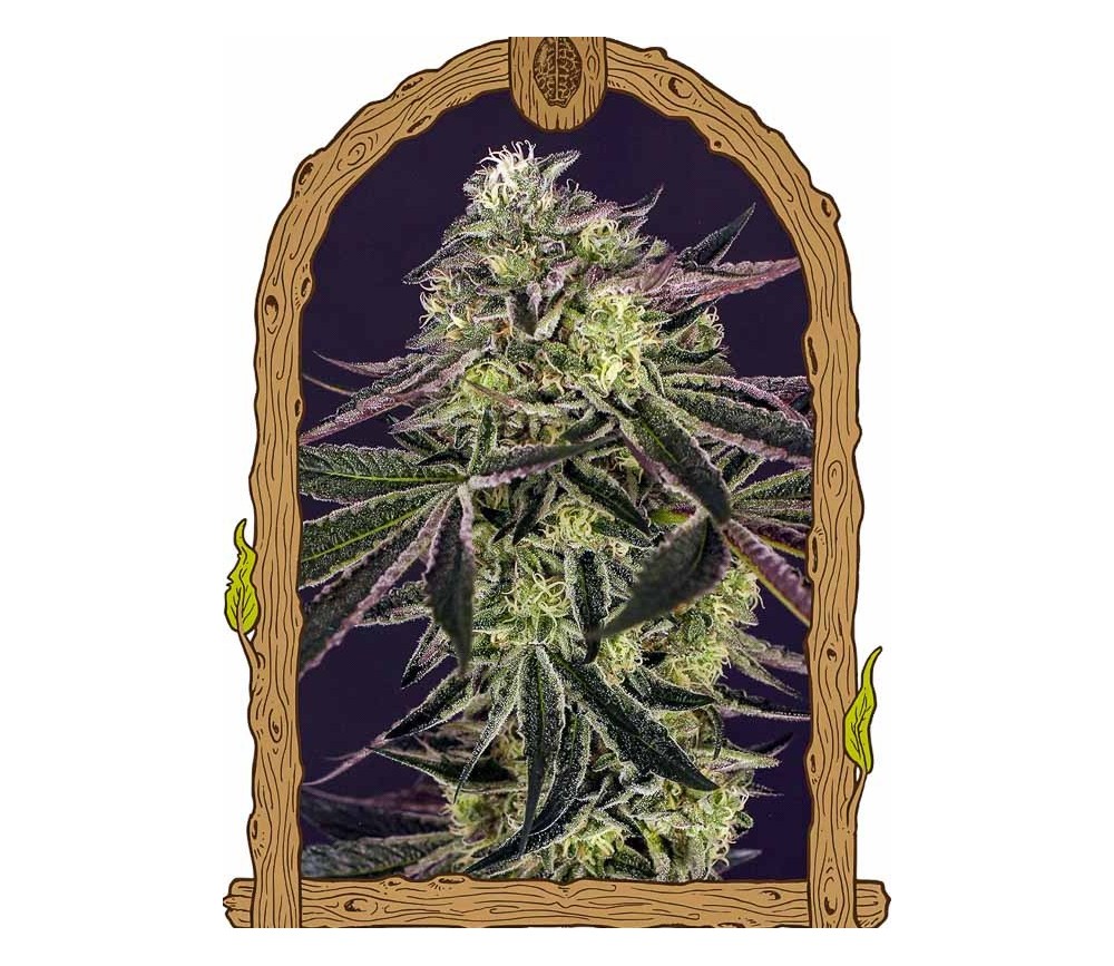 Purple Shot - Exotic Seeds