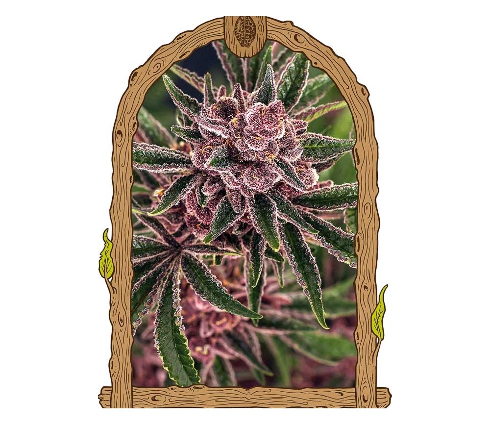 Tropical Fuel - Exotic Seeds 