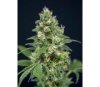 Grapefruit Barb- House of the Great Gardener