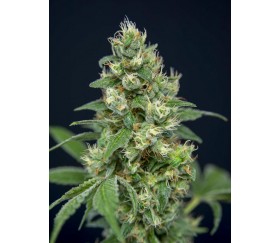 Grapefruit Barb- House of the Great Gardener