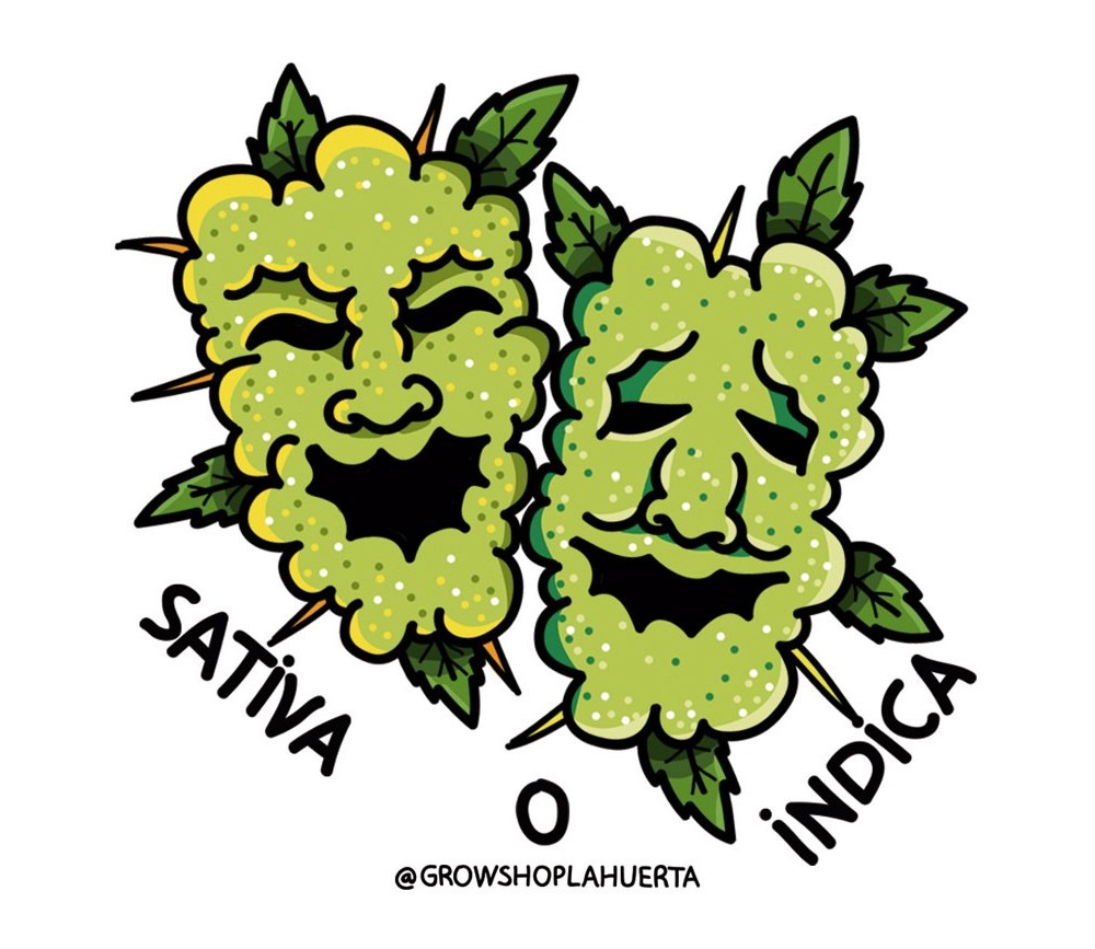 SATIVA O INDICA STICKER SATIVA O INDICA STICKER