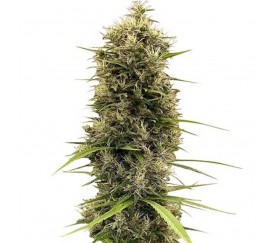 Golden Tiger 3ª versión Thai Dominante Feminizada - Ace Seeds