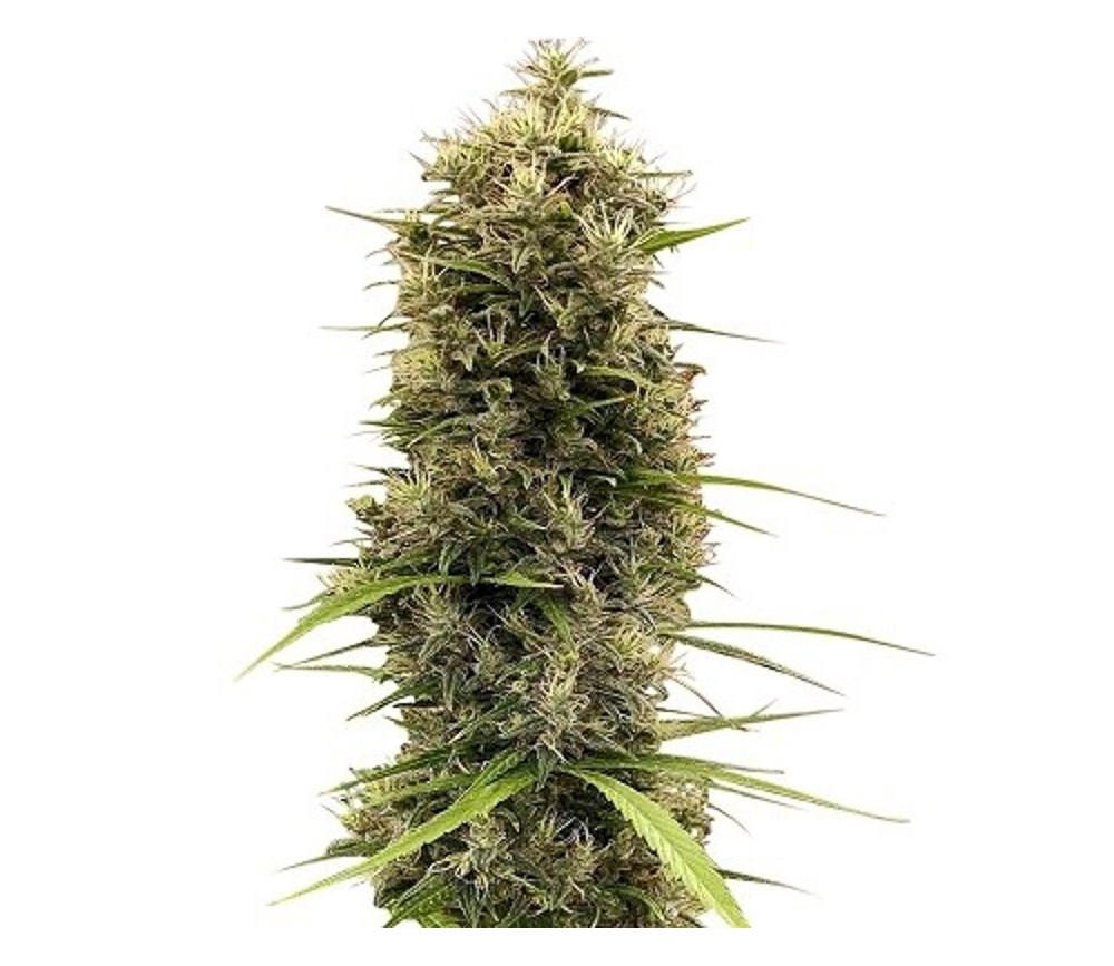 Golden Tiger 3ª versión Thai Dominante Feminizada - ACE Seeds