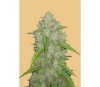 Original Auto Amnesia Haze - Fast Buds Seeds