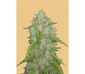 Original Auto Amnesia Haze - Fast Buds Seeds